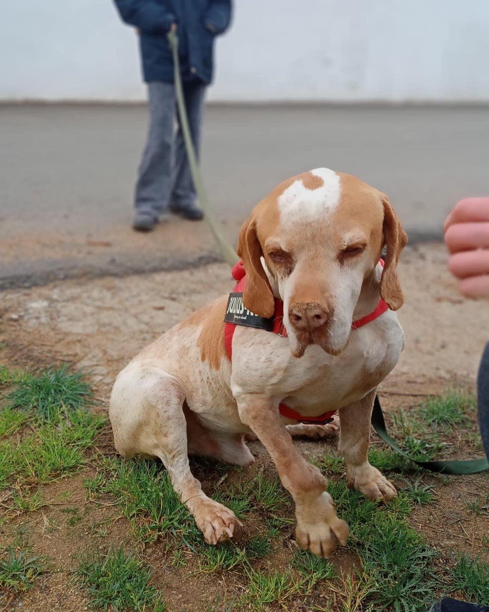 CaldesAnimal's tweet photo. ADOP.SOL. COSTE 0 EUROS 
Chio es un amor de 7 años,que sueña con un hogar 🙏
Convive con otros perros y no presenta https://t.co/7aidGaATns bueno en los paseos 
Positivo en leshmania, totalmente controlada
Caldes Animal -Barcelona 
T 666526181 
https://t.co/YOZy4CTSaG https://t.co/KRnPQkymB8