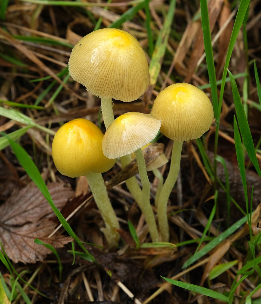 cystidia (@wnF7vdKN0w20i35) / Posts / X