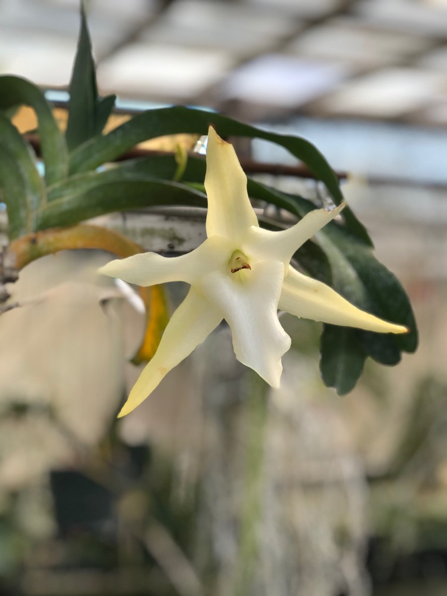 kdellacabadgett's tweet photo. Angraceum sesquipidale the Darwin Orchid. Blooms as large as hand. Night fragrant.
#orchids #botanicalhistory https://t.co/f2izrB1PEp