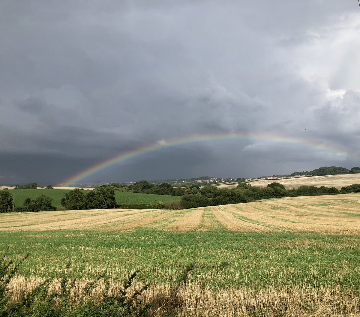 No Honey Buzzards at the end of my rainbow yet but 3 from S Yorks should be in #Derbyshirebirds airspace now. Little Egret and Pink Foot still at Pebley @Derbyshirebirds