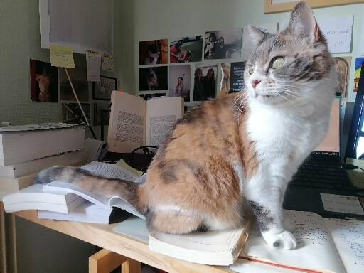 🩶🤍Pluches😼🐰☁️🌈🌟 tweet media