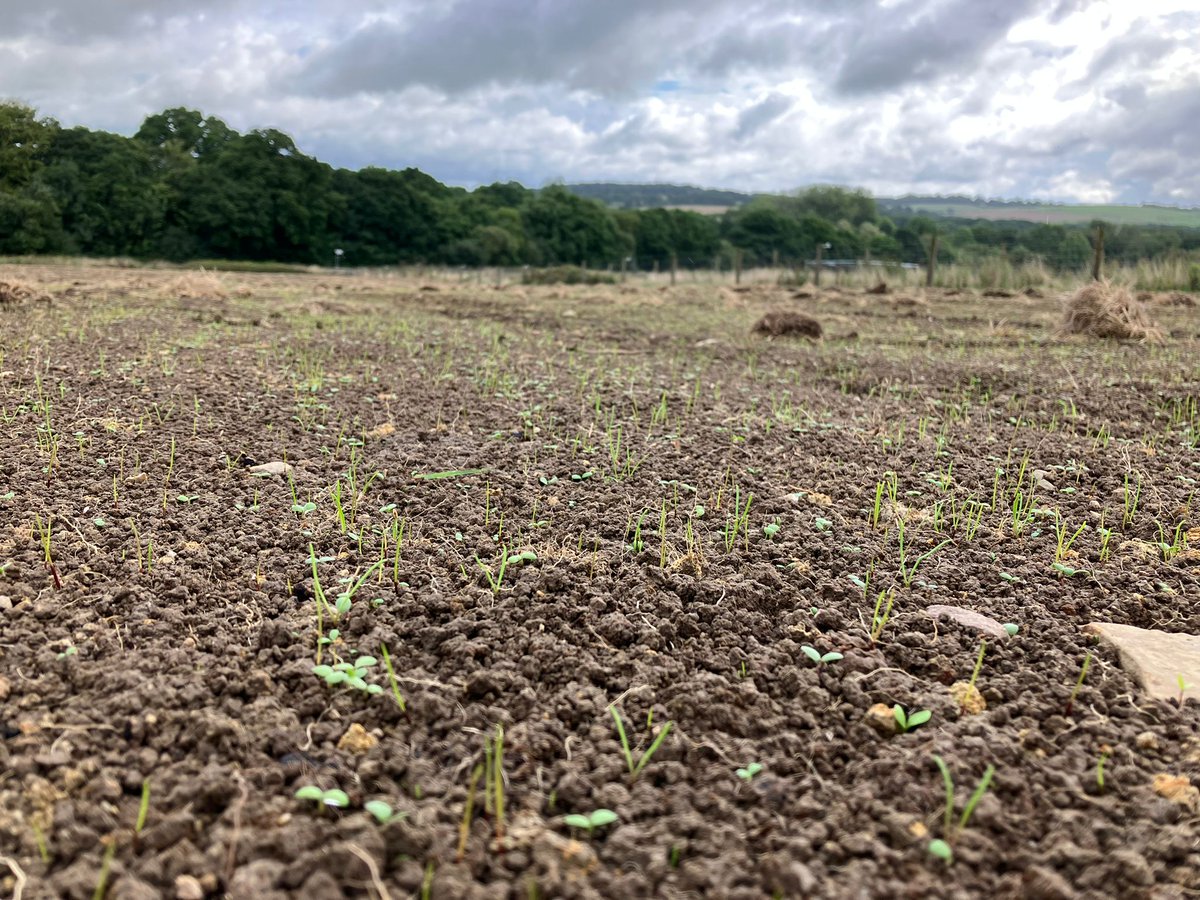 Jordana🌱🐮🐑☘ tweet media