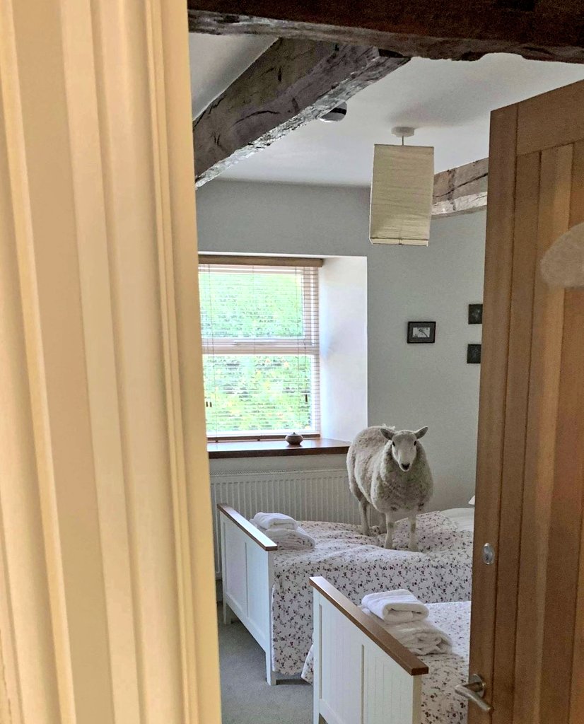 Oh this might bring you some much needed cheer... When <a href="/Wendy_Wason/">Wendy Wason</a> 's friend went to Wales and checked into a AirBnB this is what was waiting for her when she opened her room door ..... #HopeSheDidntGetFleeced #IWouldLoveThisToHappen