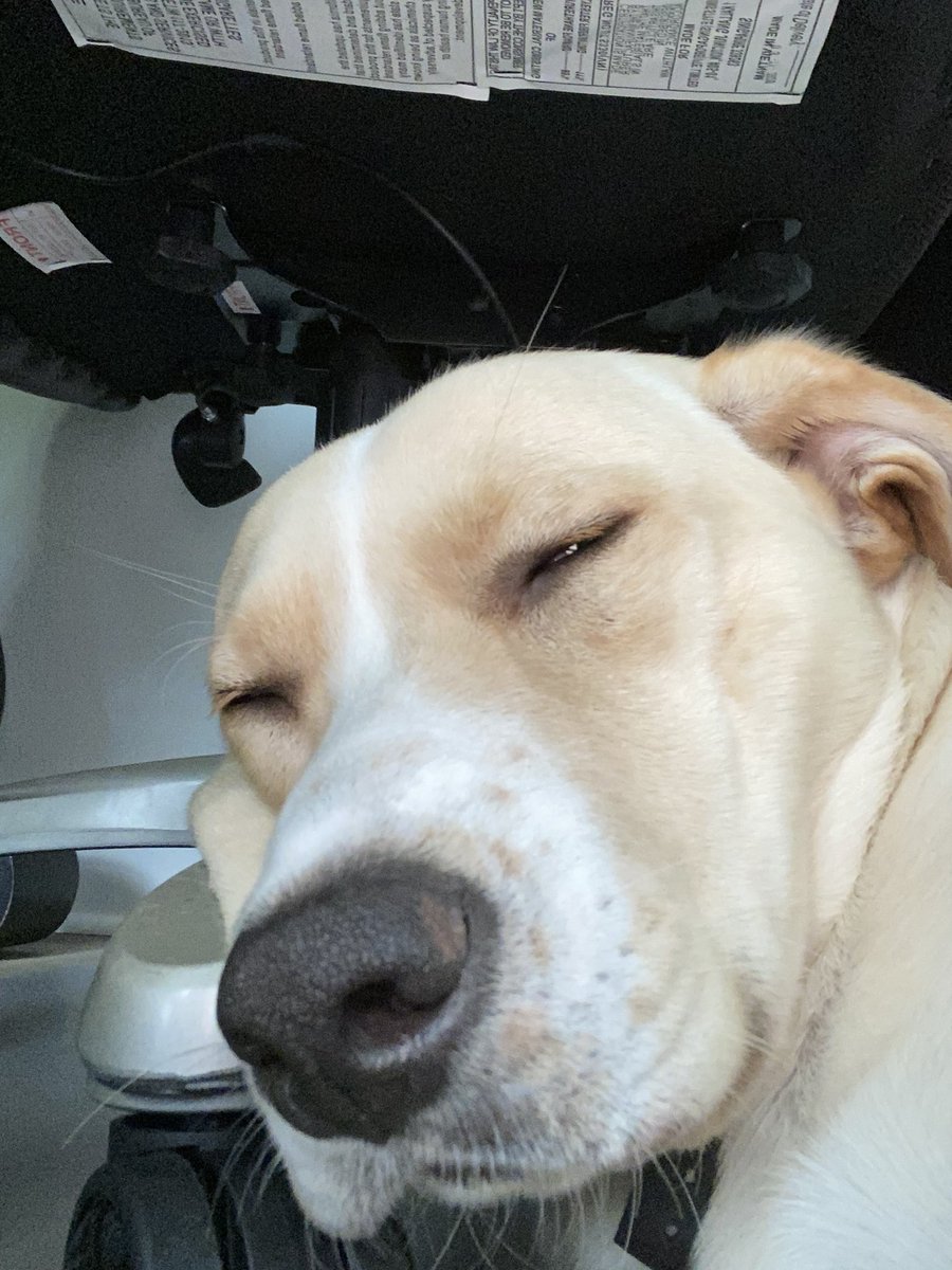 MaxChester21's tweet photo. Working with mom today! 😂😴 #MaxChester

#DogsofTwittter #WorkFromHome #bringyourdogtowork #LabradorRetriever #yellowlab #copperlab #brothers #sleepy #Naptime #dogsarefamily #love #puppylove #DogLover https://t.co/pysw8anY0C