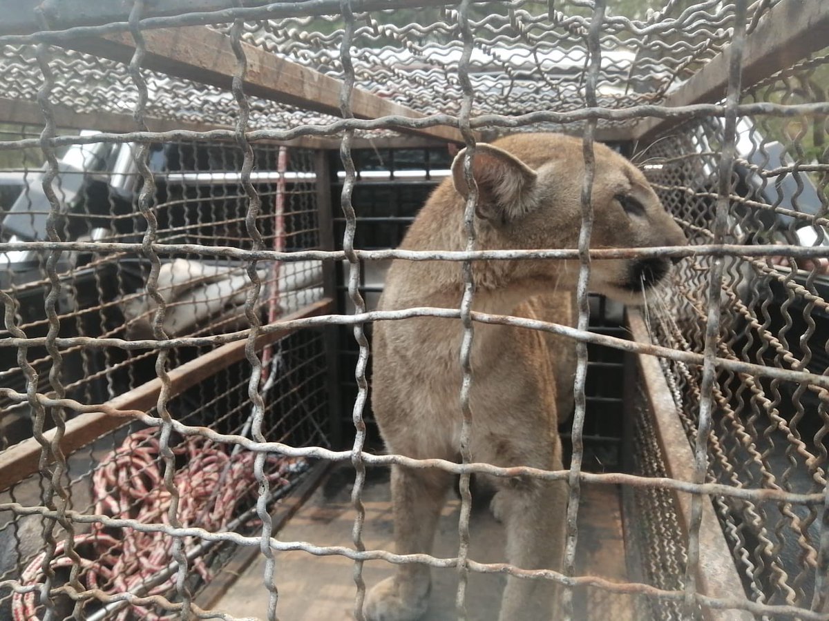 mambiente_py's tweet photo. Técnicos de Vida Silvestre del MADES y veterinarios del Zoológico de Asunción ya rescataron al Puma que apareció en una vivienda de Remansito. El ejemplar quedará a cargo del Jardín Botánico para los cuidados. https://t.co/Rob8qCVd5x