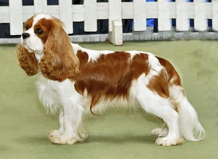 jkilbourne's tweet photo. Investment Tip: Corgi stock DOWN 
King Charles Spaniel stock UP https://t.co/NBD4s5aSxm