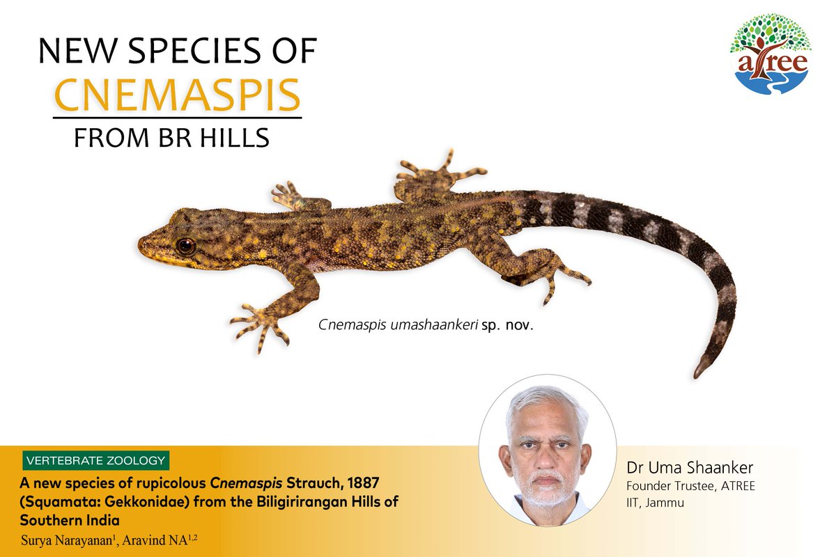 Welcome new Species of gecko Cnemaspis umashaakeri from BR Hills. It's our honour to name this species after Prof Uma Shaanker, founder trustee <a href="/atree_org/">ATREE</a> and Dean <a href="/IITJammu/">IIT Jammu</a>. He has contributed significantly to evolutionary biology, and conservation science