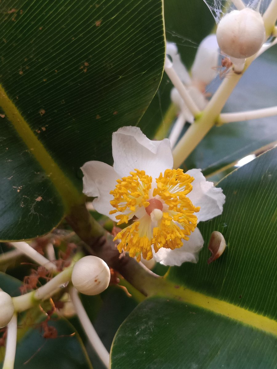 ನೋಡಿದ್ದೀರಾ... ಇದು 'ಸುರಹೊನ್ನೆ'ಯ ಹೂವು.