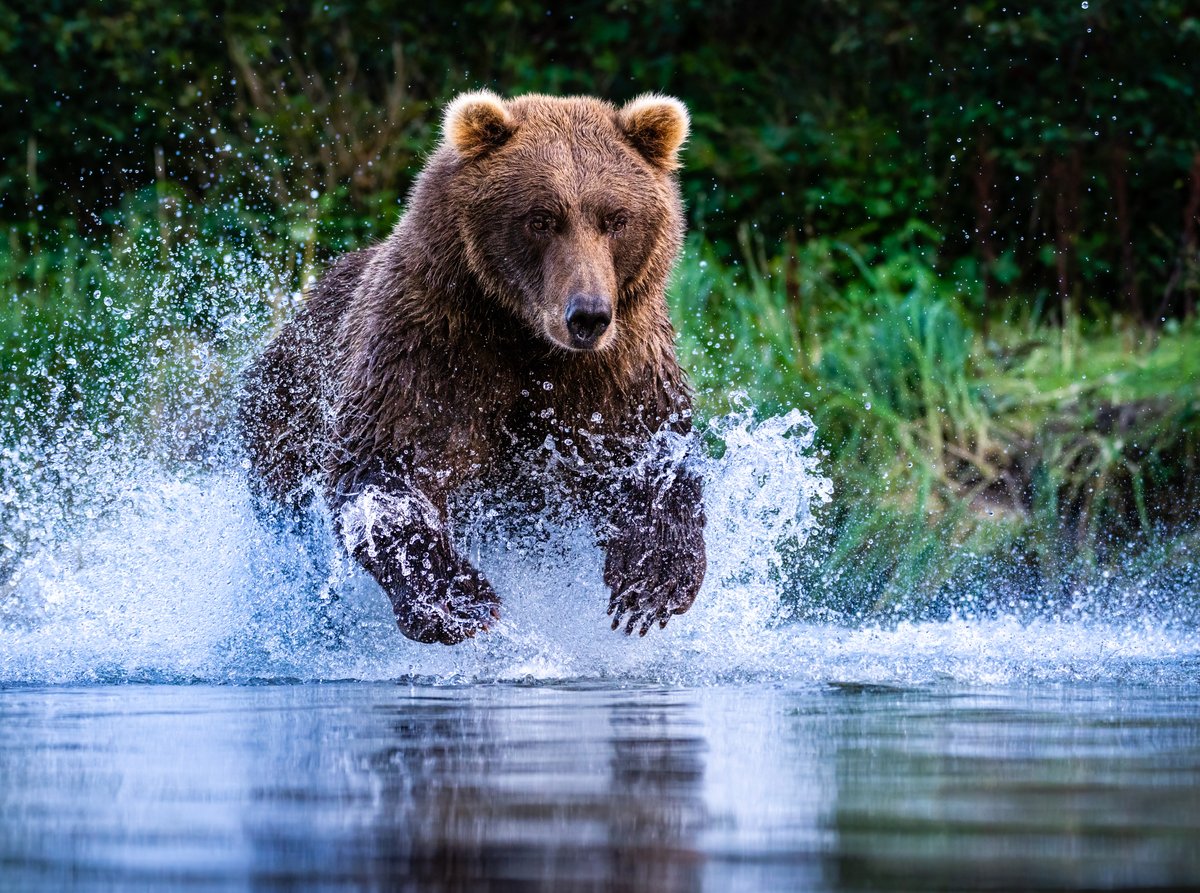 45 second warning with this bear - 
photorec.tv/tobygelstonsph…