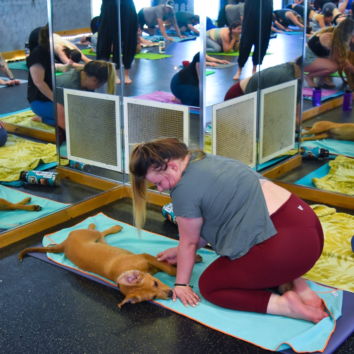 JuiceBoxYoga's tweet photo. Tomorrow is Puppy Yoga!! Spots are full, but make sure to get your $5 raffle tickets!! All proceeds are donated to Boxers and Buddies and you are entered to win tons of amazing prizes! Give the studio a call or stop by to get yours! https://t.co/KvWdH0NWTk
