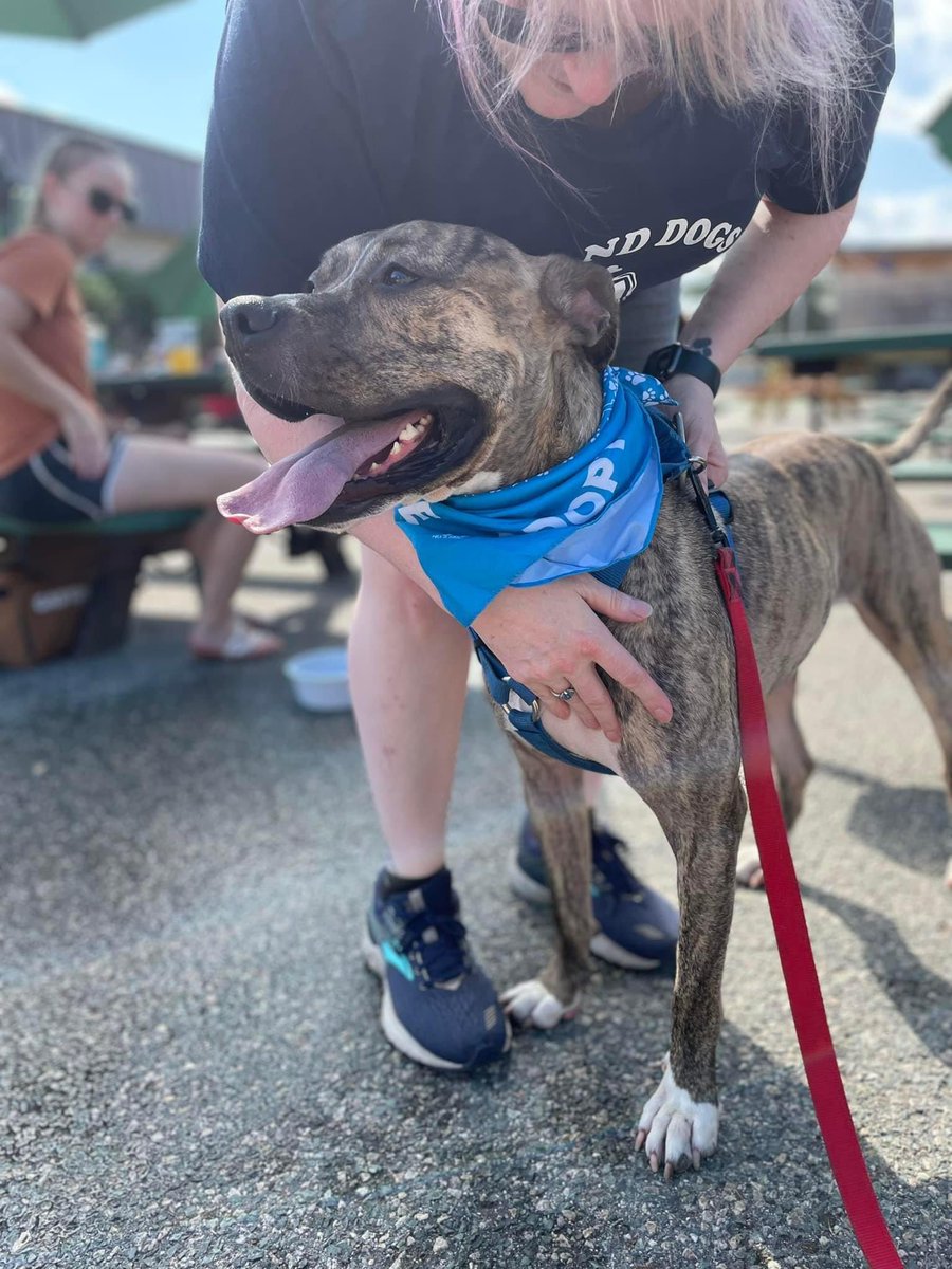 harveyshope's tweet photo. ๐ฃ All your Josh FAQs are answered in our โจRescue Real Talkโจ post: https://t.co/FmLDHcH7sc This laid back boy deserves the best home, please share Joshโs posts and help him find his furever family! โค๏ธ๐ก #HHAR #AdoptDontShop #JoshsJourney #AdoptMe #Plotthound #RescueDogs https://t.co/Xsv6J3DJBI