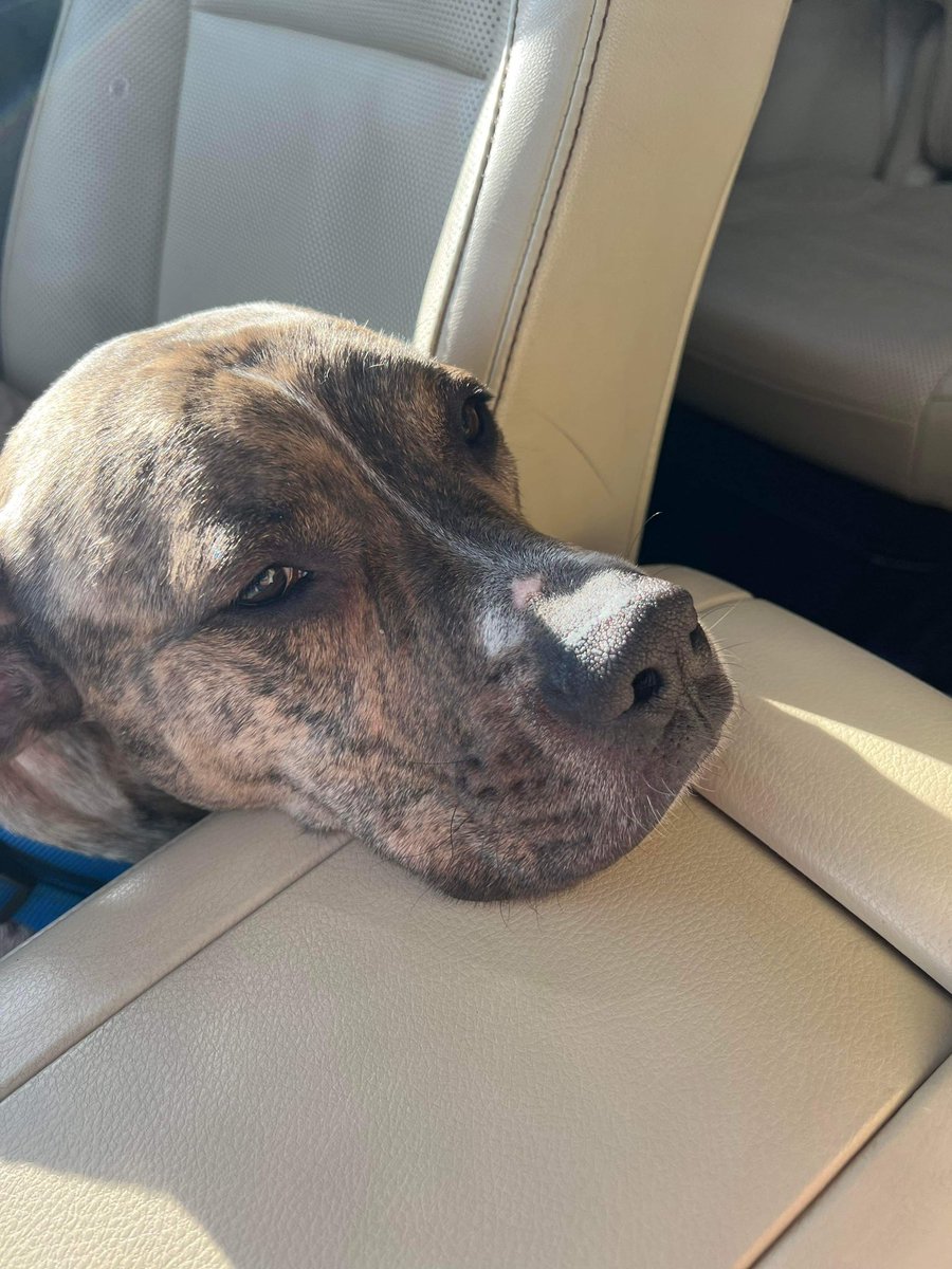 harveyshope's tweet photo. ๐ฃ All your Josh FAQs are answered in our โจRescue Real Talkโจ post: https://t.co/FmLDHcH7sc This laid back boy deserves the best home, please share Joshโs posts and help him find his furever family! โค๏ธ๐ก #HHAR #AdoptDontShop #JoshsJourney #AdoptMe #Plotthound #RescueDogs https://t.co/Xsv6J3DJBI
