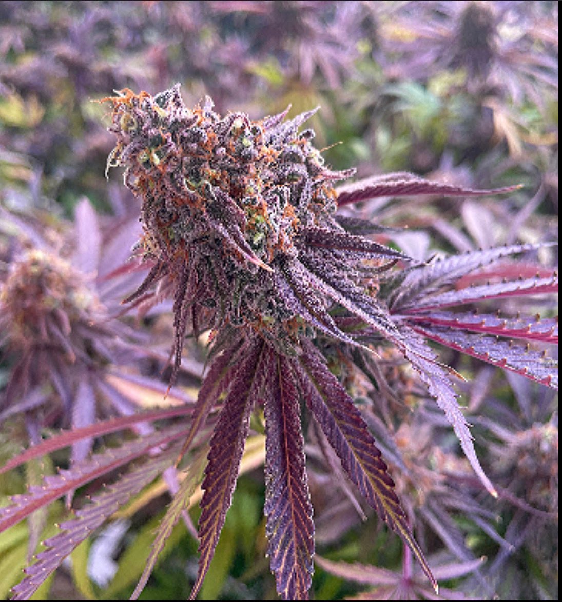 BrandPistol's tweet photo. Orange Tingz masterfully grown by @VicCannabisCo
She’s looking so purple and sticky.
#supportlocal #purpleismyfavoritecolor #cannabisindustry #fridaymorning #WeedLovers #BCbud #craftcannabis #420friendly #orangetingz #CannabisCommunity #Plant #Growth #mood https://t.co/nsH505beSq
