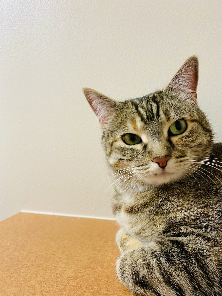 Hazel & Remy tweet media