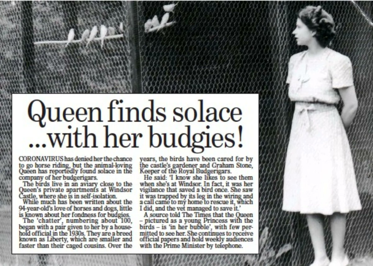 Ronies for The Love Of Birds tweet media