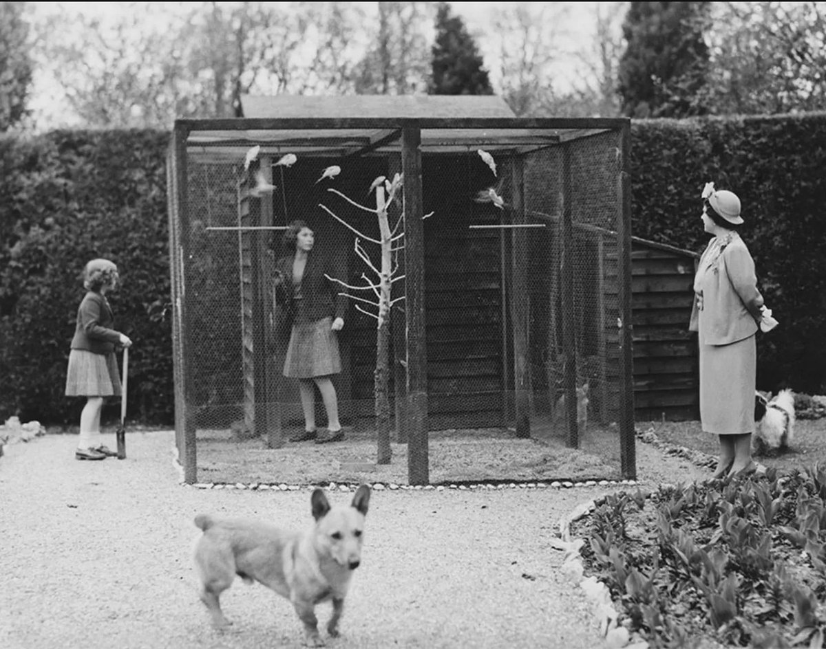 Ronies for The Love Of Birds tweet media