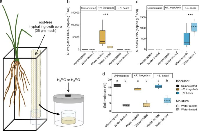 Akos T. Kovacs (@evolvedbiofilm) on Twitter photo Plant-associated fungi support bacterial resilience following water limitation
<a href="/ISMEJournal/">The ISME Journal</a> from <a href="/Jeffinerca/">Dr. Jennifer Pett-Ridge</a>
nature.com/articles/s4139… Plant-associated fungi support bacterial resilience following water limitation
<a href="/ISMEJournal/">The ISME Journal</a> from <a href="/Jeffinerca/">Dr. Jennifer Pett-Ridge</a>
nature.com/articles/s4139…