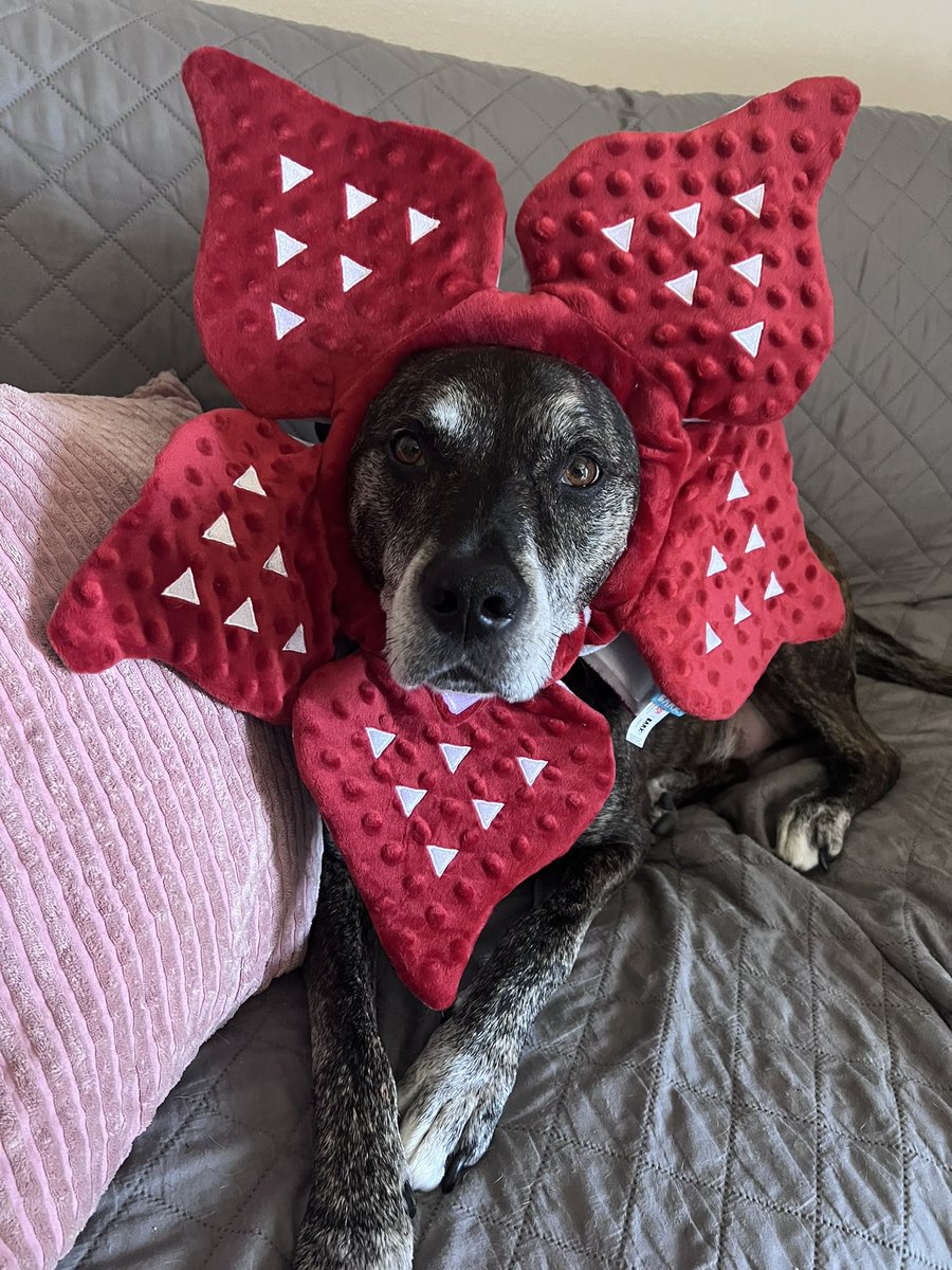 ashtonewilburn's tweet photo. The cutest demodogs that youβve ever seen! #StrangerThings #Demodogs https://t.co/TgilILvSx1