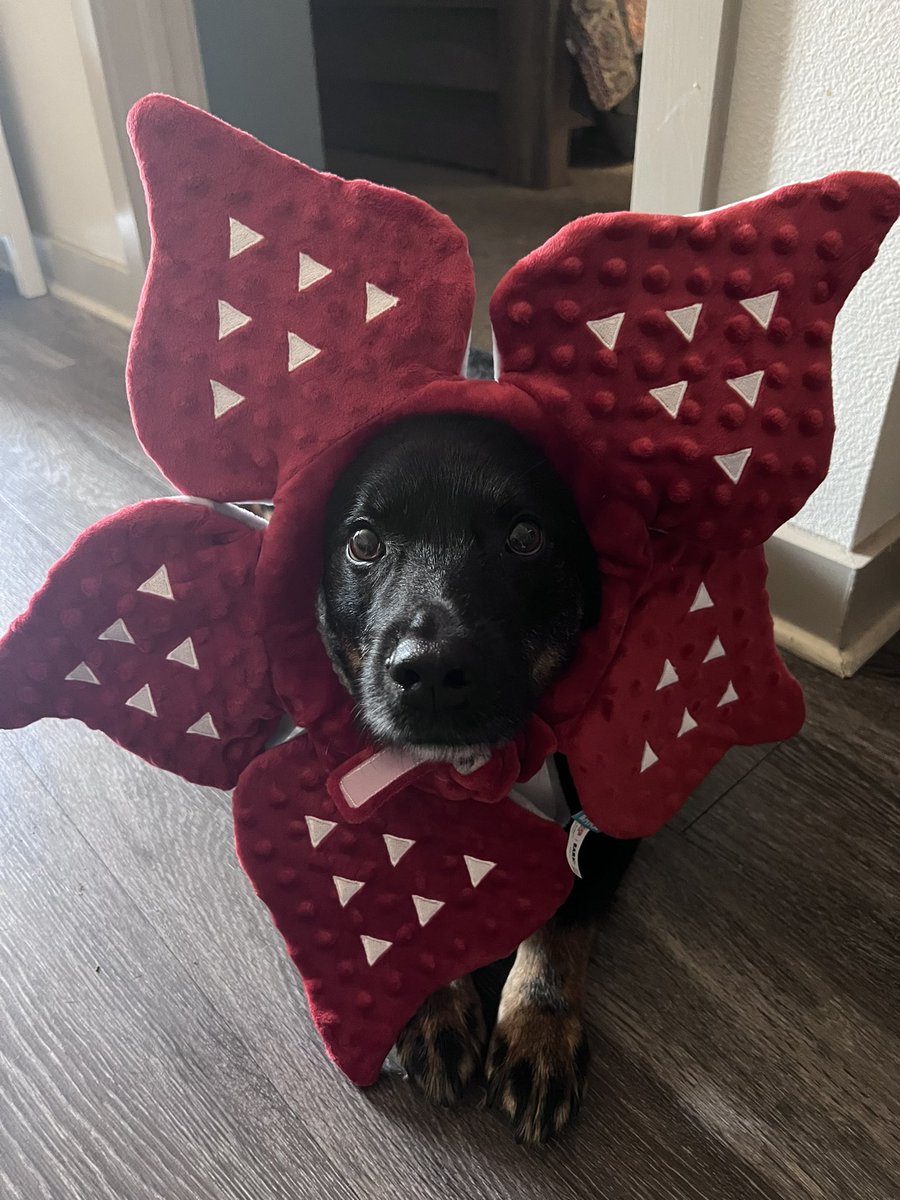 ashtonewilburn's tweet photo. The cutest demodogs that youβve ever seen! #StrangerThings #Demodogs https://t.co/TgilILvSx1