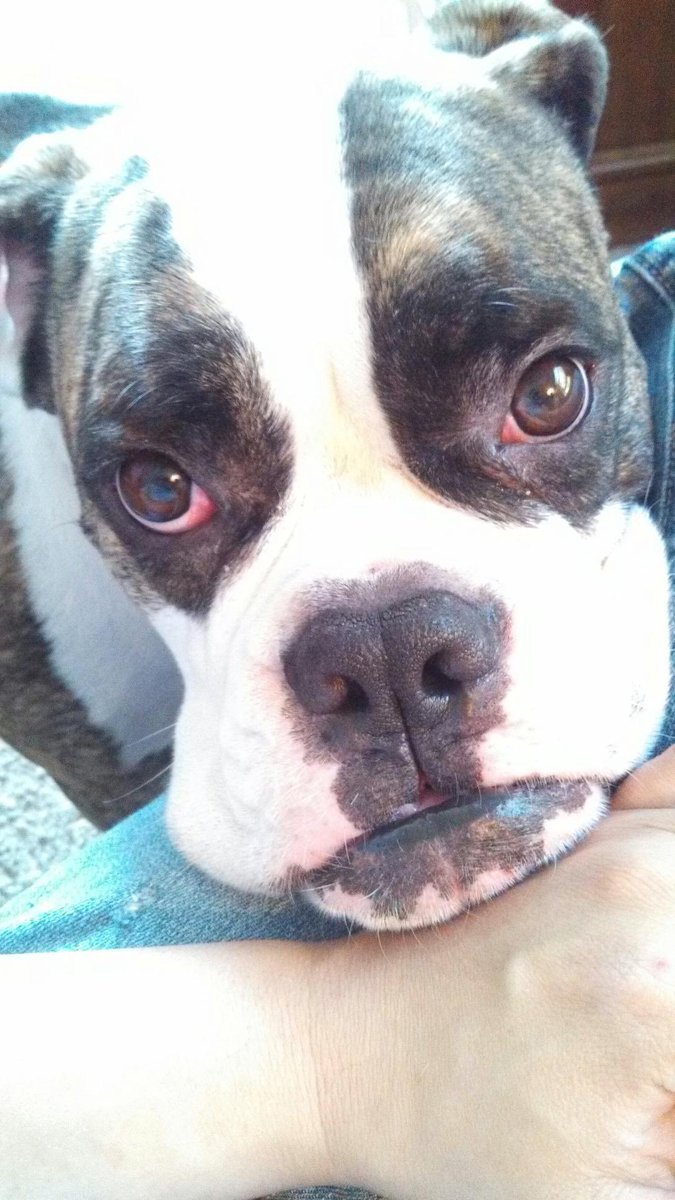 Powers4all's tweet photo. I lost my boy yesterday. There are no words to describe how good he was. He had only equals in this would, no superiors. He was better company than most humans. He had my back no matter what. I will miss you forever my Bubba. Go play with your brother till I see you again https://t.co/u8PA17J4BY