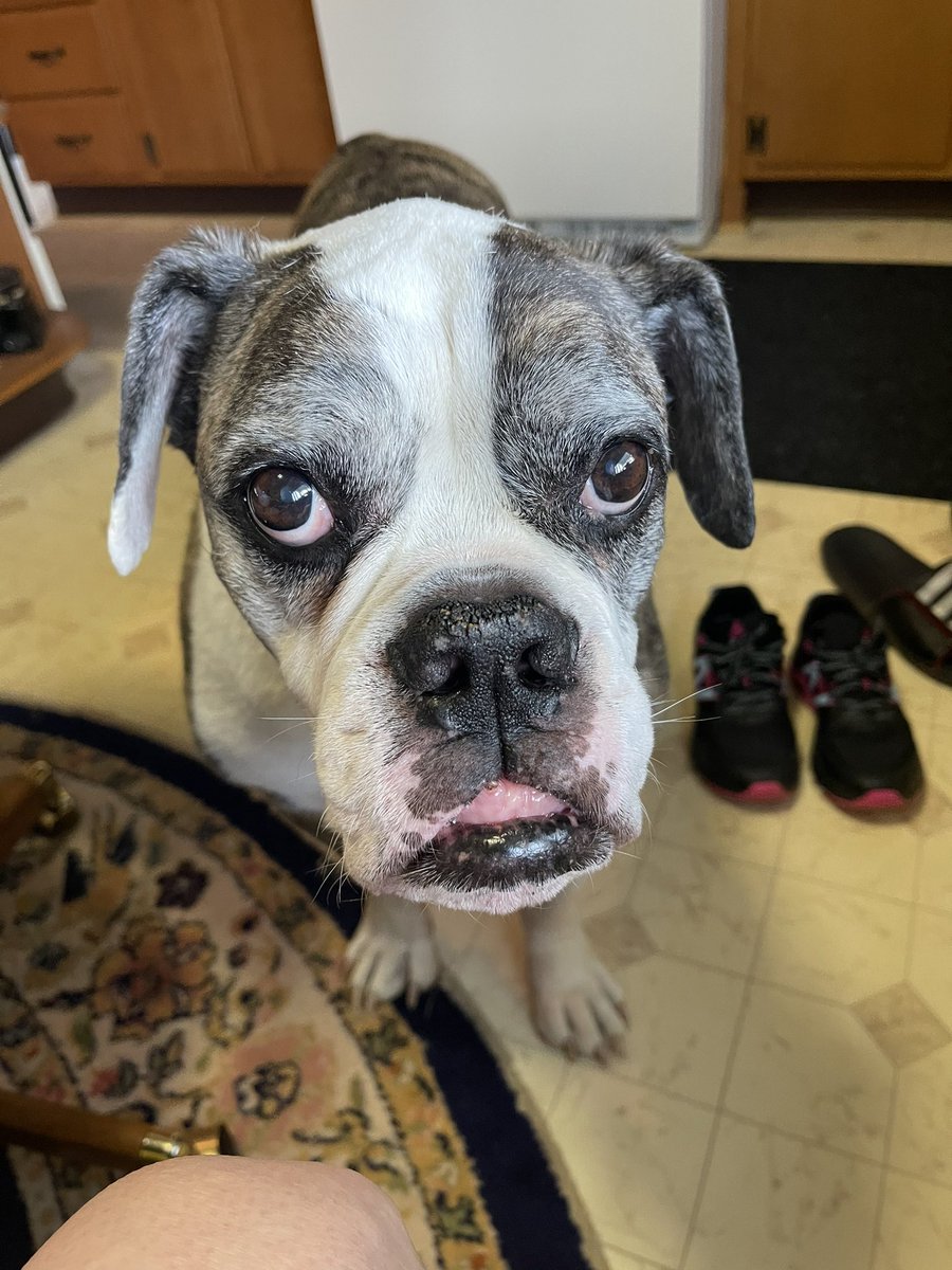 Powers4all's tweet photo. I lost my boy yesterday. There are no words to describe how good he was. He had only equals in this would, no superiors. He was better company than most humans. He had my back no matter what. I will miss you forever my Bubba. Go play with your brother till I see you again https://t.co/u8PA17J4BY