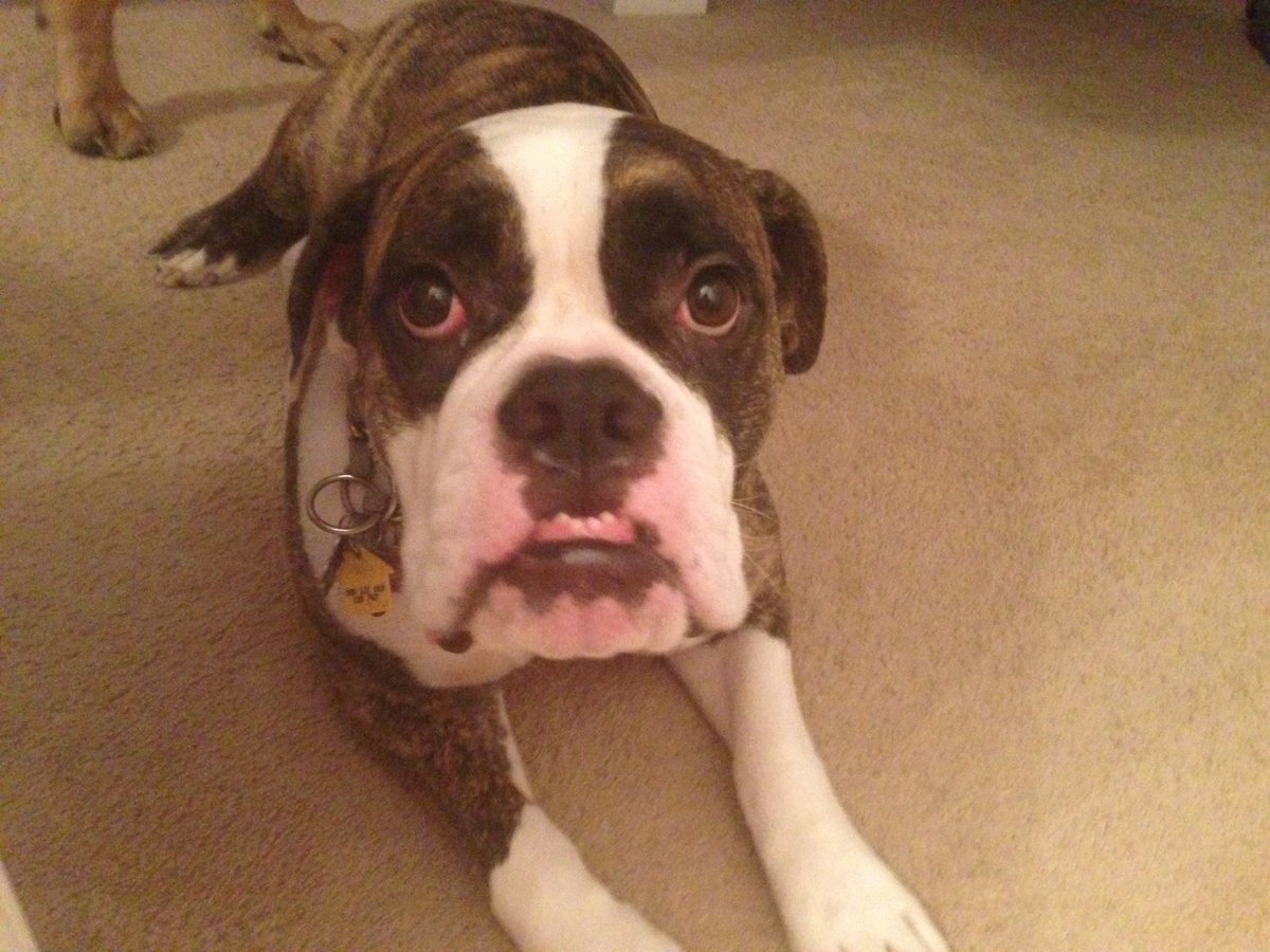 Powers4all's tweet photo. I lost my boy yesterday. There are no words to describe how good he was. He had only equals in this would, no superiors. He was better company than most humans. He had my back no matter what. I will miss you forever my Bubba. Go play with your brother till I see you again https://t.co/u8PA17J4BY