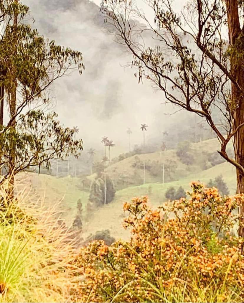 manuelfernandoo's tweet photo. De qué serviría tanta belleza, 
si no pudiéramos disfrutarla 
a través de los ojos de quienes amamos?

Manuel Fernando. 
Foto de Manuel Fernando. Valle del Cocora. https://t.co/boIaAR6G3X