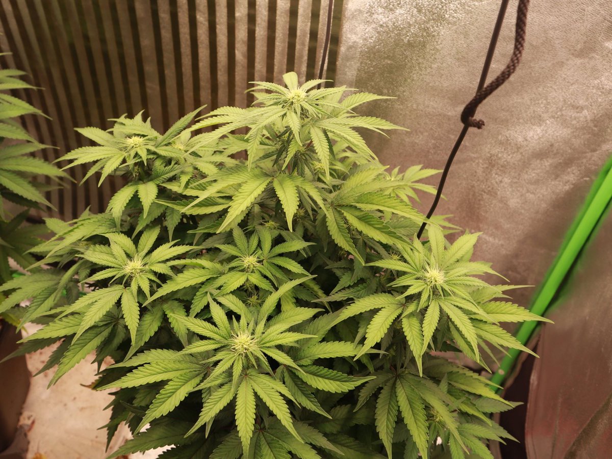 Week 6 of flower of the <a href="/paradiseseeds/">Paradise Seeds</a> ice cream and by god she is smelling beautiful, I have done absolutely nothing bar feed this girl she has grown completely  natural with no training( I’ve been very busy 😂) #homegrow #growyourown #paradiseseeds