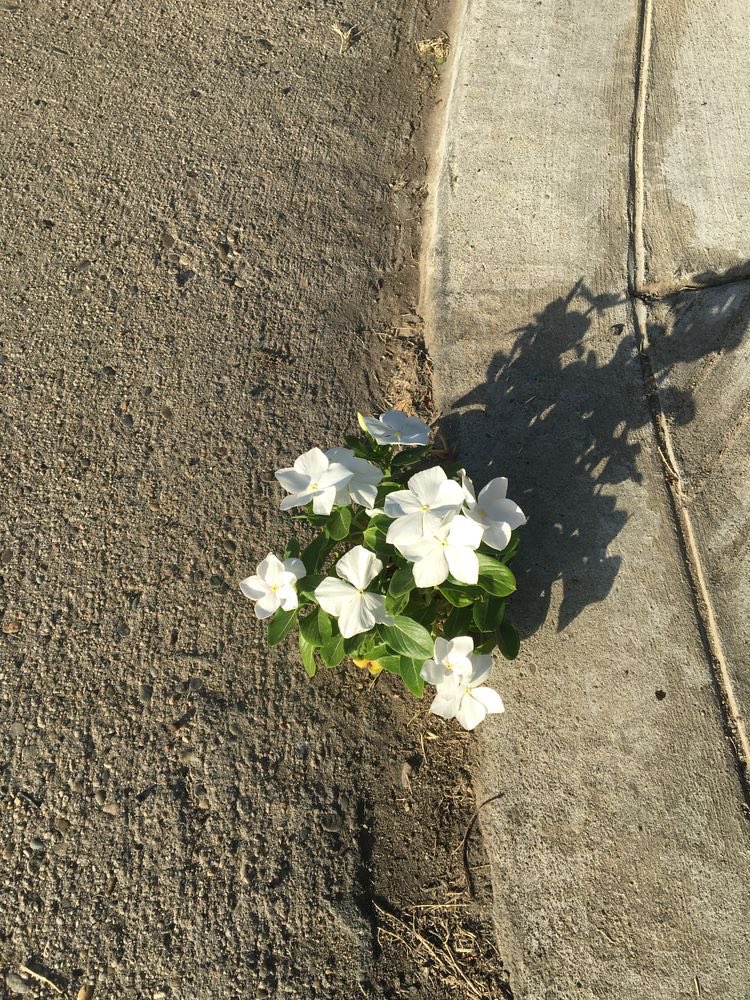 Dekchaikumkom's tweet photo. - สวยงามในแบบที่เราเป็นนั้นแหละมันดีที่สุดแล้ว - https://t.co/YVteuQIDFm
