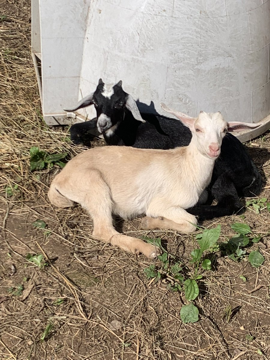 Flint Hill Elementary School tweet media