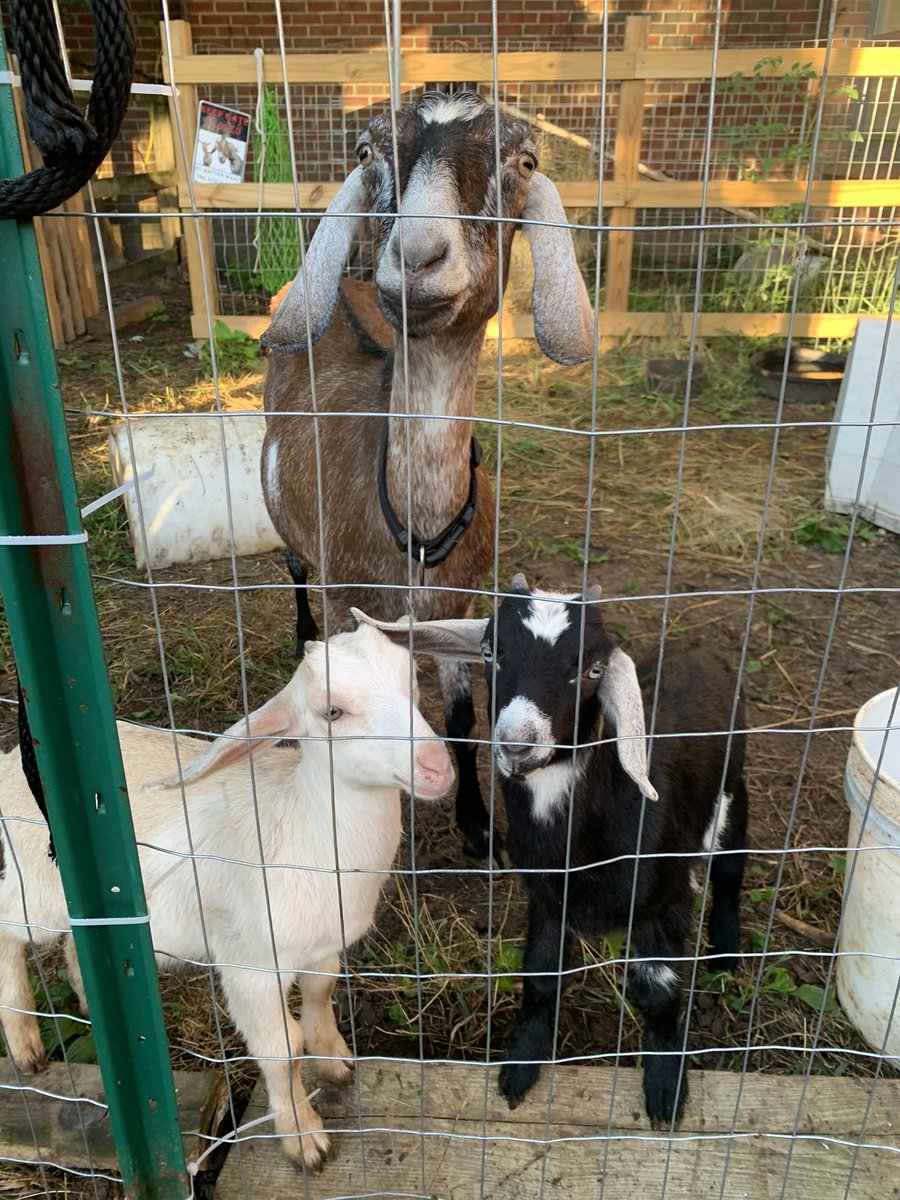 Flint Hill Elementary School tweet media