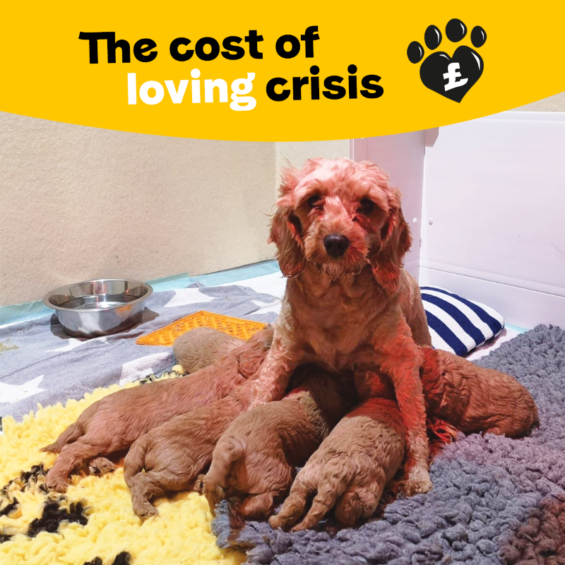 DogsTrust's tweet photo. The cost of loving dogs is rising, and so is the need for your support. If you can, please donate today. 💛