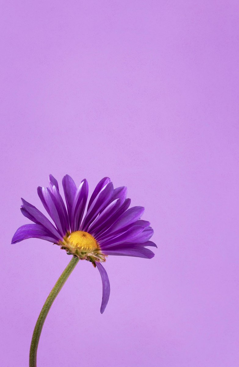 TakinShot's tweet photo. Gm! 

🌼It’s #FunFactFriday and I present to you one more #FlowerFact 

🌼Did you know? 

🌼The humble and sweet daisy has loads of medicinal properties, including relieving indigestion, easing coughs, slowing bleeding and easing back pain! https://t.co/bhUOGZ0dBb
