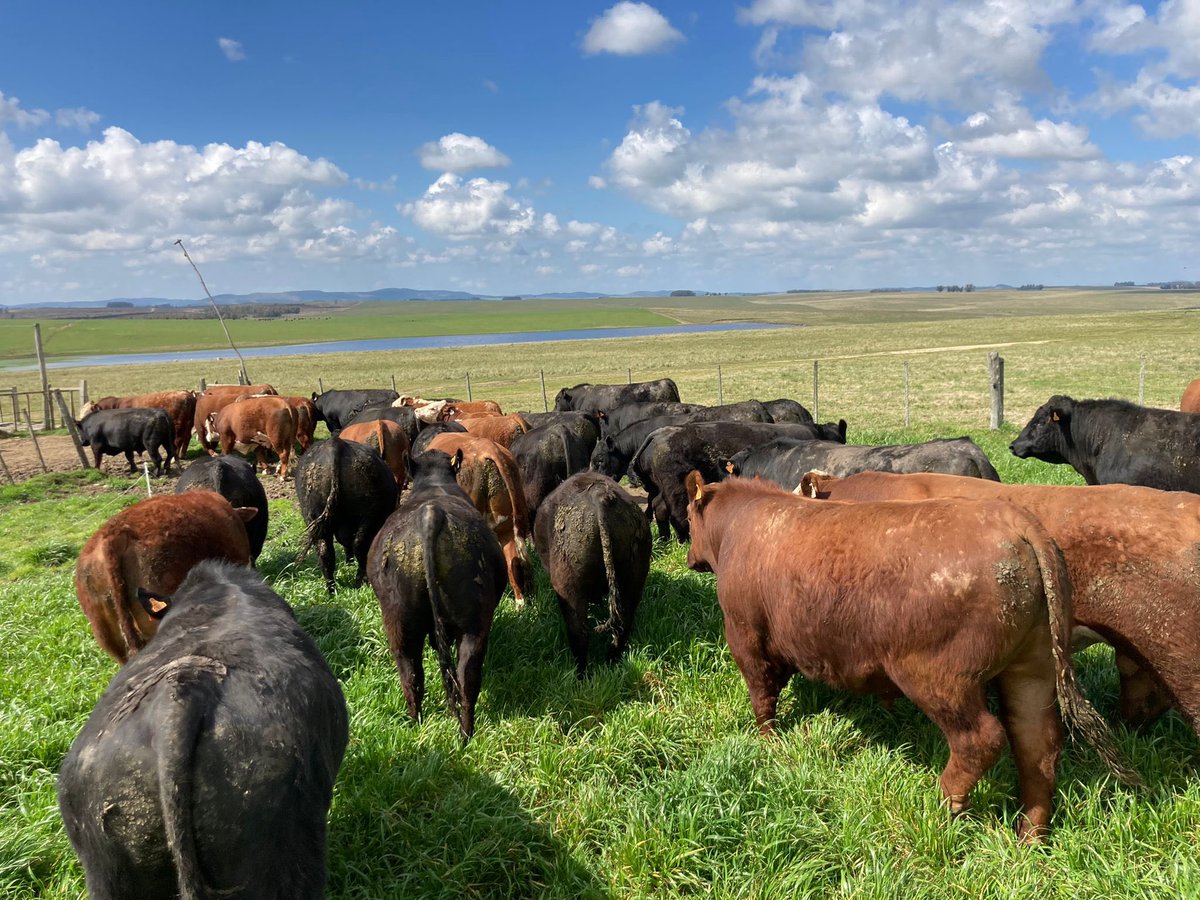 escarrospide's tweet photo. Los toros de San Gerardo llegan a la rural de Reboledo el 4 de octubre a las 15hs. Flete gratis. Descuentos Pre-oferta, contado y por lotes. https://t.co/XWRY3zwPOQ @AngusUruguay @hereforduy @campotv_tv @Gerargp1 https://t.co/Ywqs0mjvGY