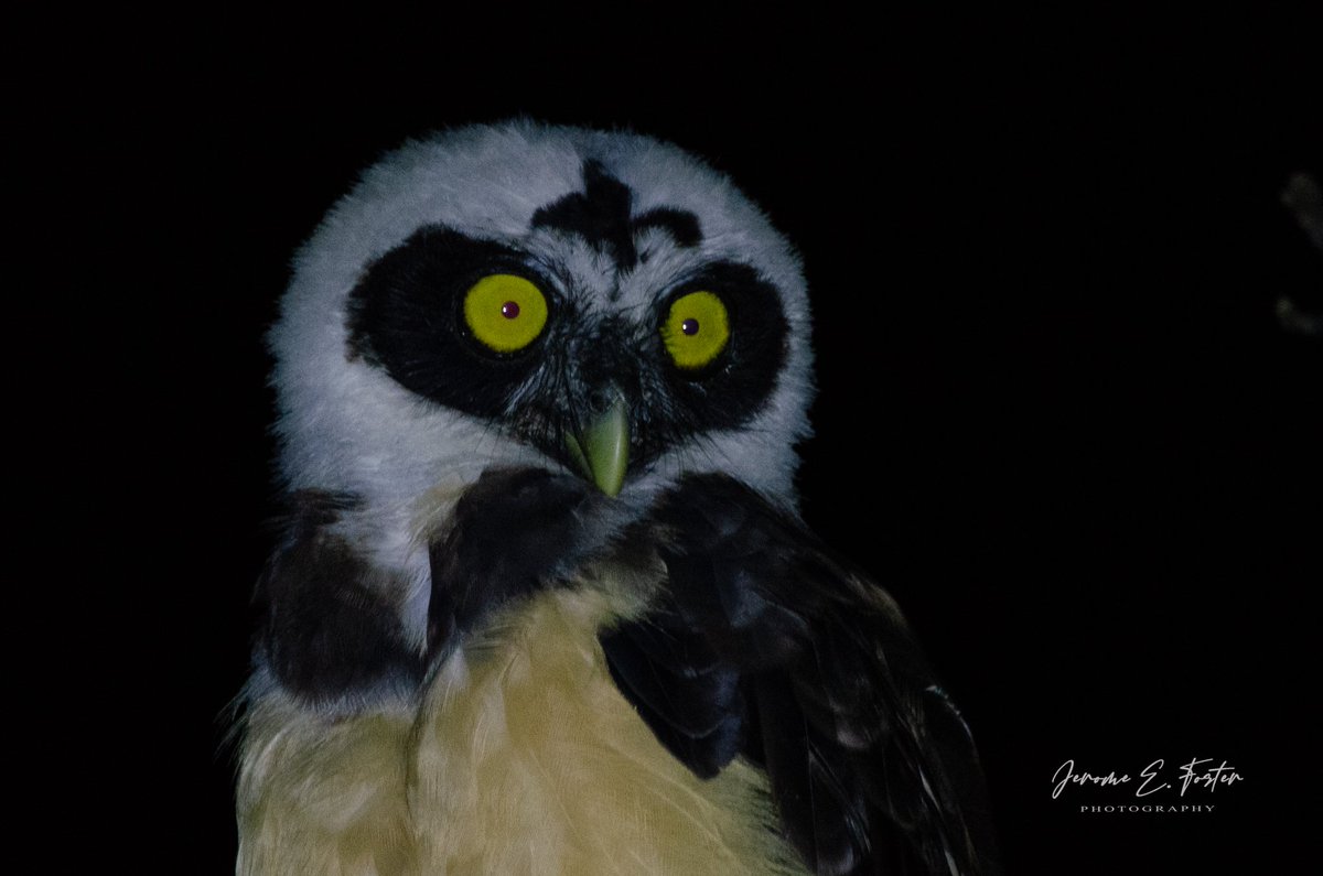 buggyfresh78's tweet photo. Any #day (or #night) that you see an owl, much less a #Spectacled #owl, is a good one in my book! #birdwatching #wildlife #animals #birdphotography #nature #trinidadandtobago #BirdsSeenIn2022 https://t.co/Na2YDyiVK3