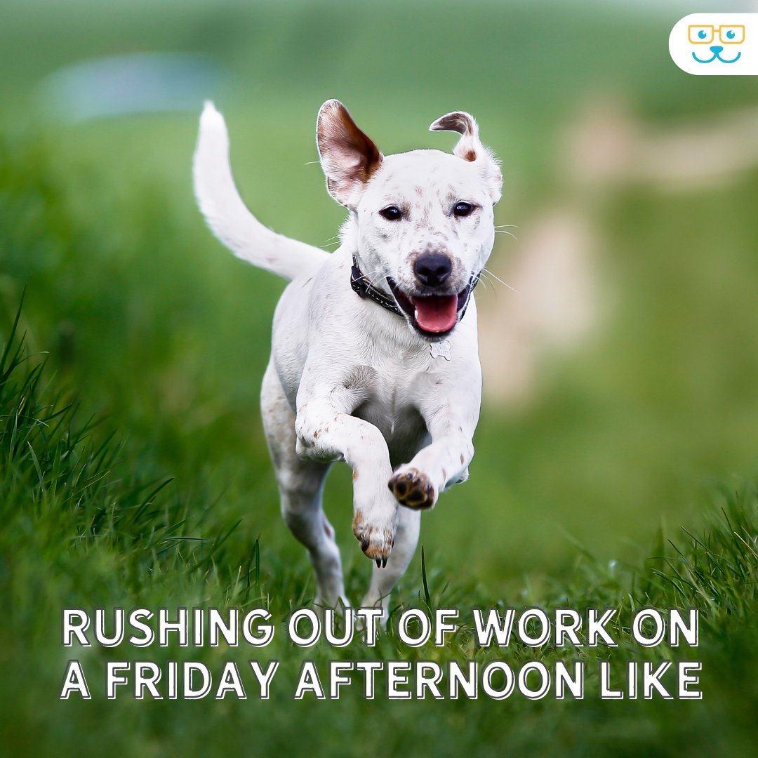 vetvillage's tweet photo. Can anyone relate?? 🐶 #friday #fridaydog #tgif #tgifdog #weekenddog #hoorayfortheweekend https://t.co/fiTTrwJJbb