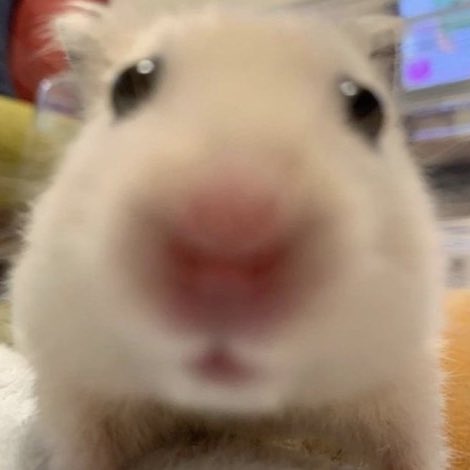 어디가금동현인데