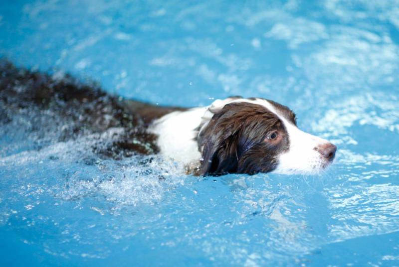 BigBentleysPS's tweet photo. We will be set up tomorrow at the @LexingtonHumane Society Doggie Paddle! Come join us! The event starts at 9am and ends at 3:30pm. We will have our entire product lineup available.
#bottledinthebluegrass #bigbentleys #shopky #lexhumane #doggiepaddle #supportlocal https://t.co/zO5XB4YmgO