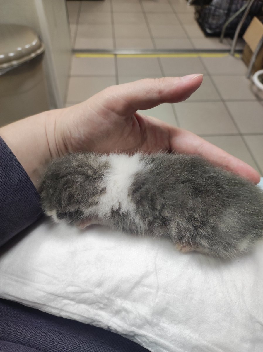 ВЗРОСЛЫЙ КОНТЕНТ on Twitter: \"RT @PO5SbTWhuxoGeWr: Питер, сос! Нужна ...