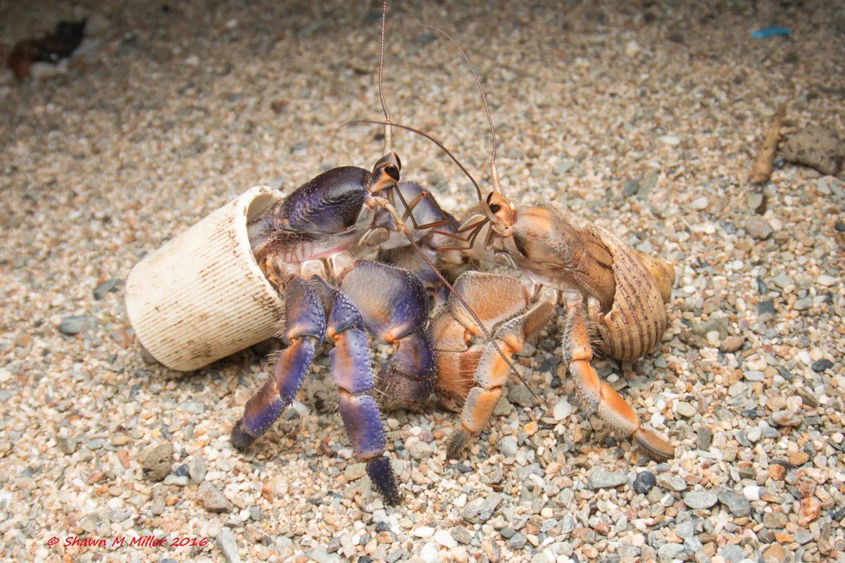 The London housing market right now: fighting till exhaustion over less than adequate “homes” in the name of survival. 

📸: Okinawa Nature Photography,<a href="/Switch4Nature/">Shawn Miller</a>