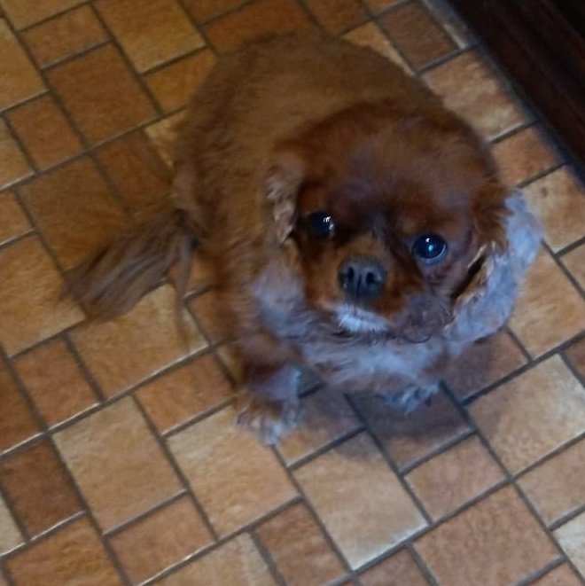 Es kann nur einen King Charles geben.

Meinen!