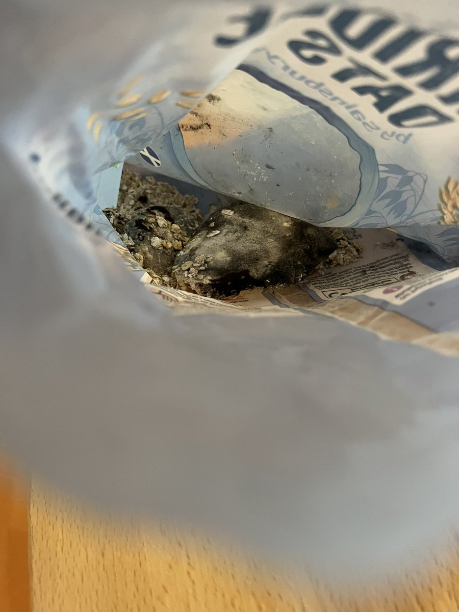 EvMaSt's tweet photo. @sainsburys  bought your porridge &amp; found what looks like a face mask in it.  All moulded.  I had decanted half into a sealed container which we have eaten and when putting the rest in this was revealed. Worried for our health.  No call 24 hrs after reporting.  #porridge #poison https://t.co/aANulUmhTX