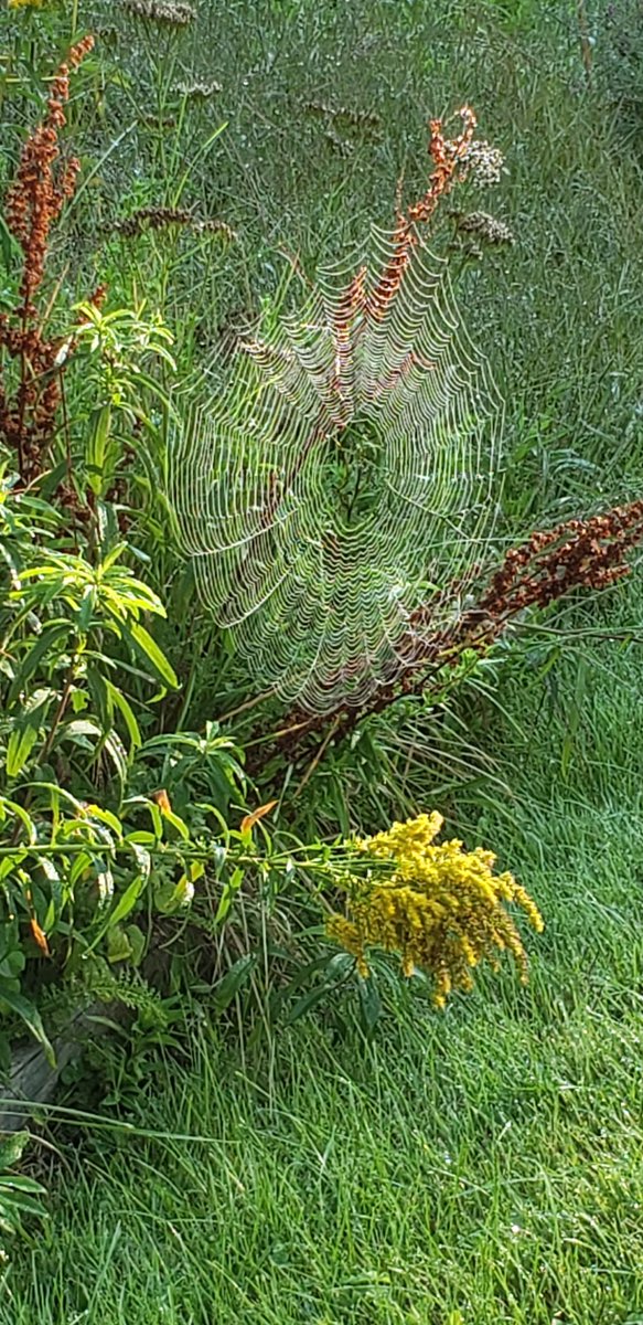 LindaMuses3's tweet image. Whose house is this? Photo from CJB on Orr’s Island, ME. @geometryin nature #geometryinnature