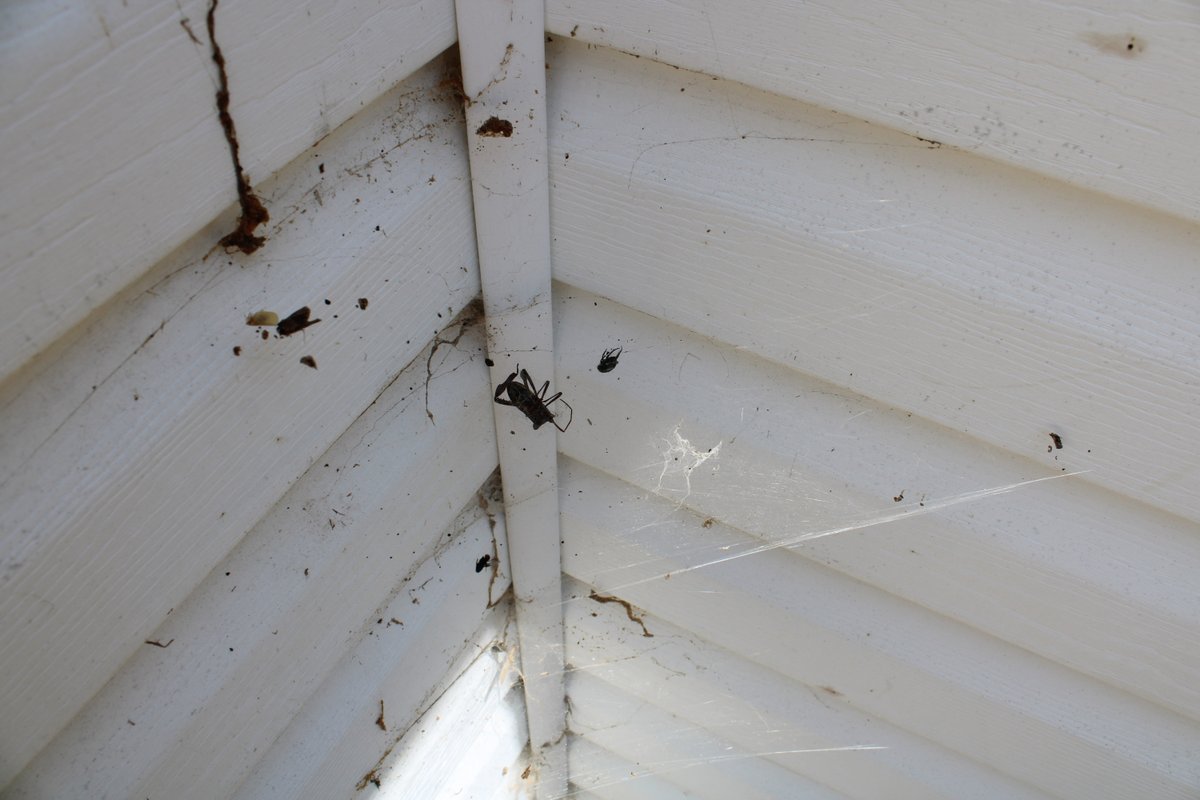 pest_lake's tweet photo. We see and take care of the hard-to-reach places that our customers can't always tend to.
Can you name the pest caught in the spider web?
#pestscontrol #rodentcontrol #pestsmanagement #guessinggame #supportlocal #customerservice #pests #services #infestations #estimate https://t.co/eWmYqMrulR