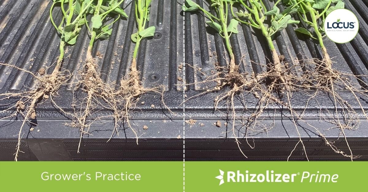 LocusAg's tweet photo. #FieldPicFriday – #Soybean roots tell quite a story! If there are enough nutrients in the ground, the #roots will stretch laterally to get the nutrients. Check the lateral growth of these in Martinsville, IL, treated with our Rhizolizer Prime! #soilmicrobes #regenag https://t.co/dYJ88lmtvK
