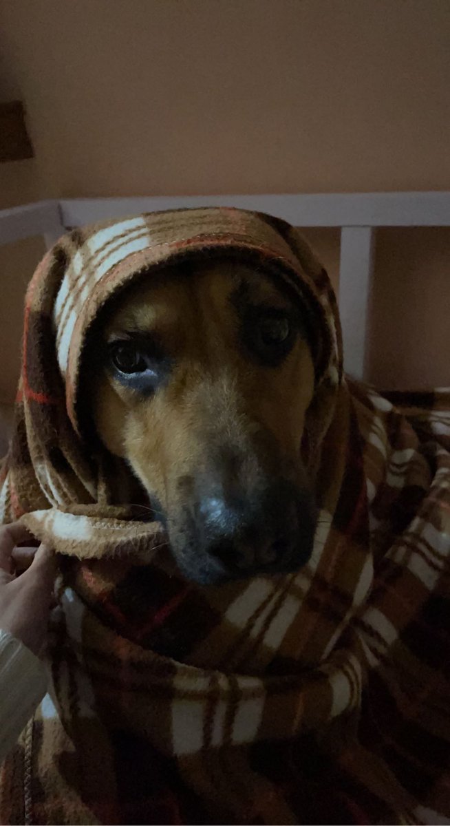 My hooman needs to be stopped🙄 #dogs #gsd #dogsoftwitter