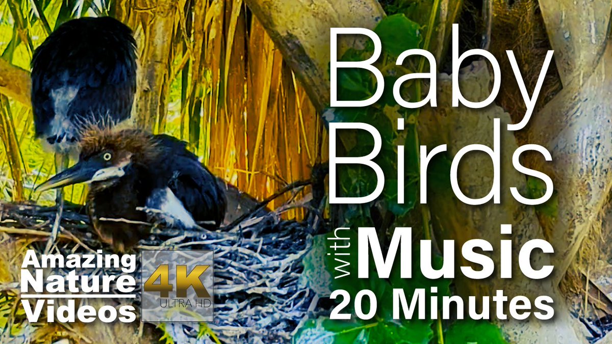 1amazingnature's tweet photo. New 20 minute #nature #video for #yoga, #meditation, #study, or just #relaxing. Enjoy these fluffy baby #birds :) https://t.co/IV4zTf583l https://t.co/2YDtOqcSEJ