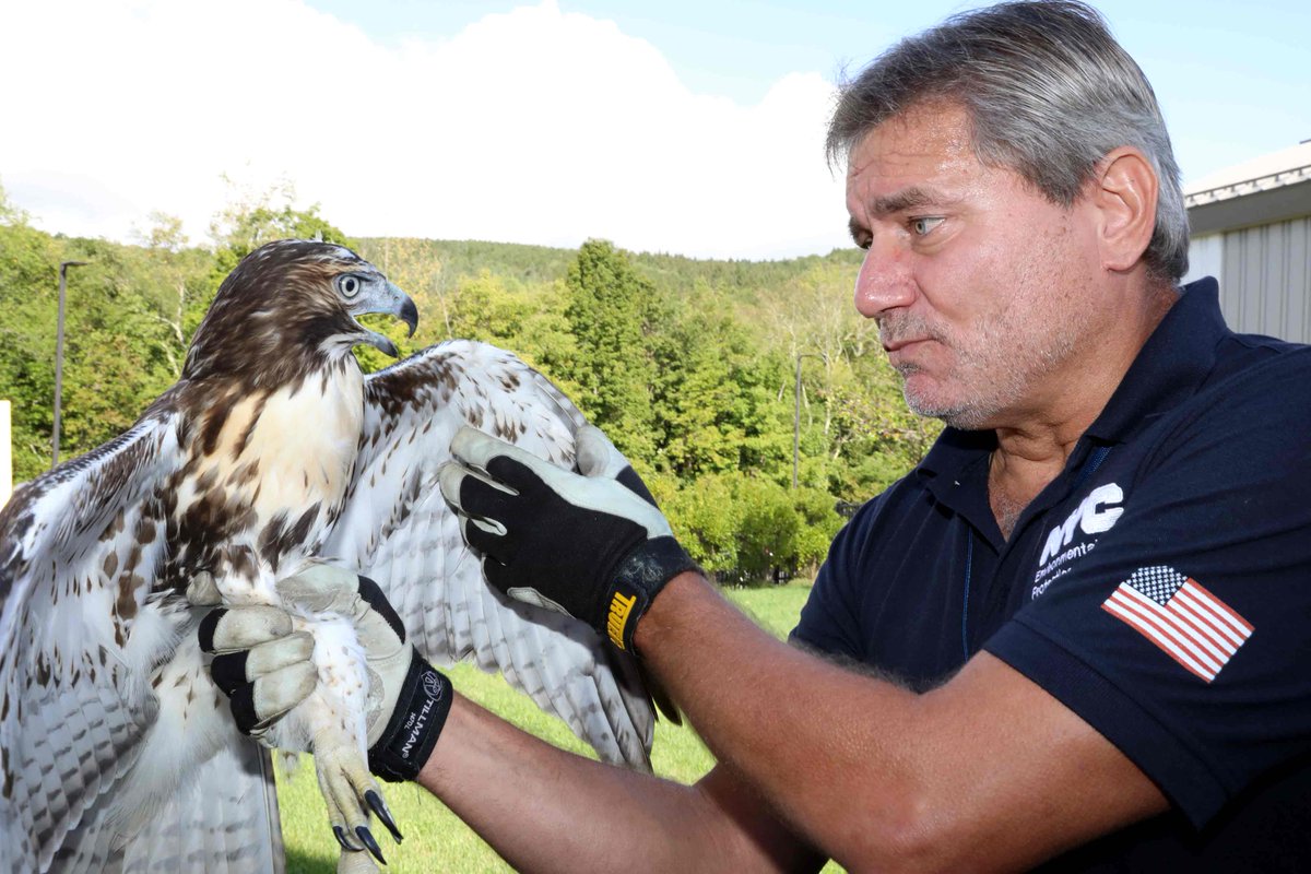NYCWater's tweet photo. This week DEP Scientist Chris Nadareski released two rehabilitated New York City #RedTailHawks in #Arkville, NY. The small rodents of the #NYC will sleep a little easier tonight, knowing these two are out of town for the weekend. https://t.co/37b6MiJLTv