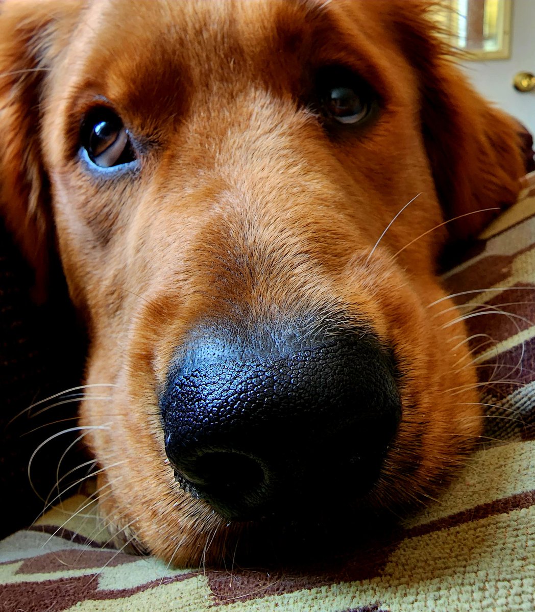 TatersTails's tweet photo. Snout alert!! Boop if you're happy it's Friday.  #dogsoftwitter #goldenretriever #taterstails https://t.co/aYVxM3CBDO