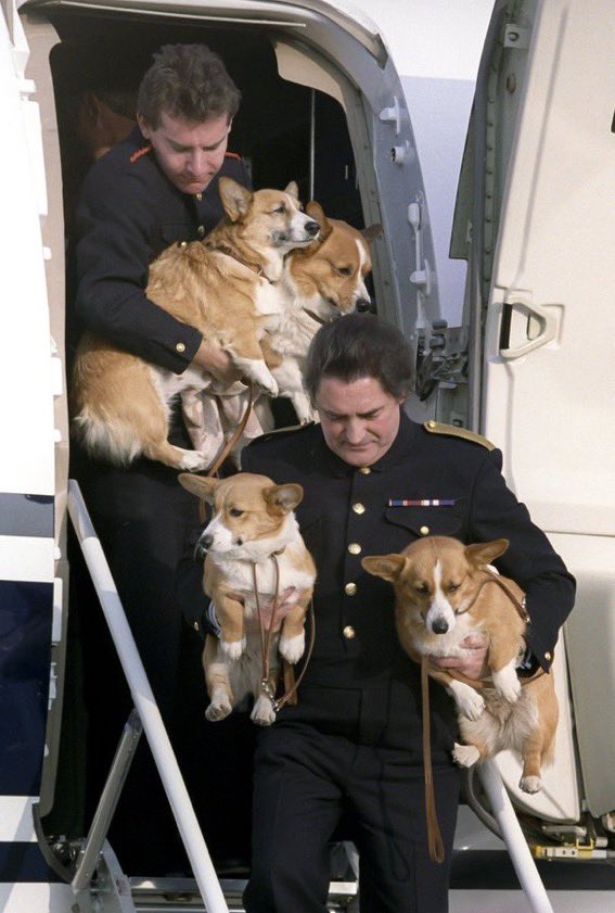 Todos los perros que tenía Isabel II y qué pasará con cada uno de ellos